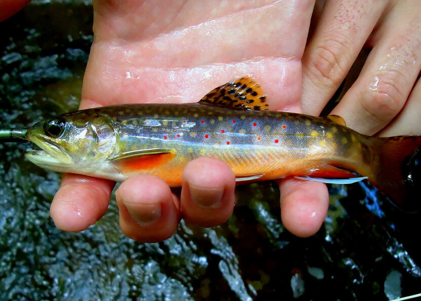 Brook Trout